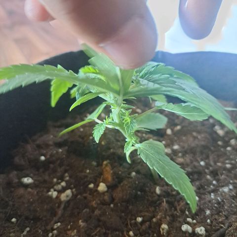 CALI KUSH FAST #1 growlog timeline photo