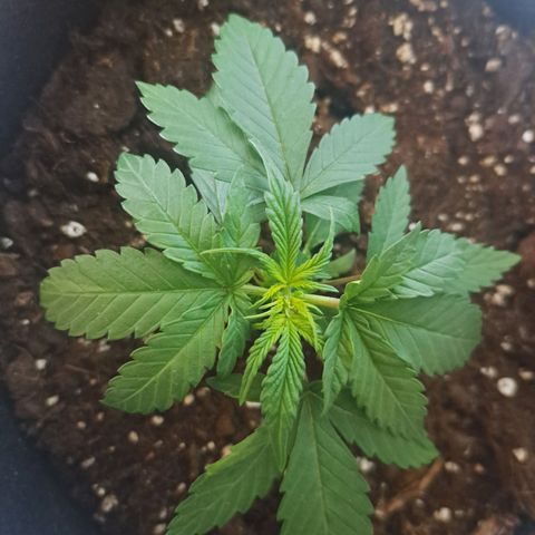 CALI KUSH FAST #1 growlog timeline photo