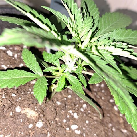 CALI KUSH FAST #1 growlog timeline photo