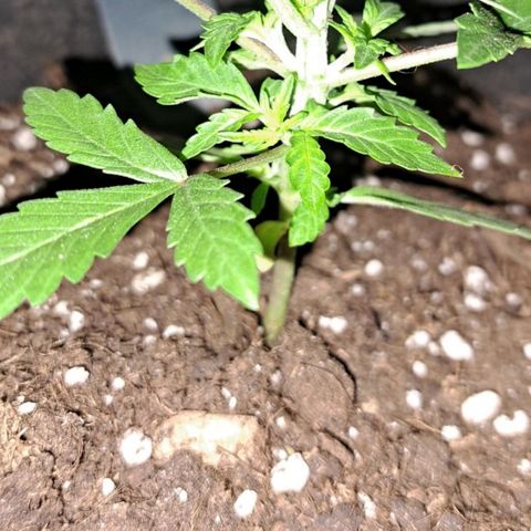CALI KUSH FAST #1 growlog timeline photo