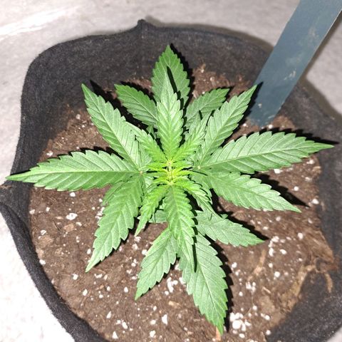 CALI KUSH FAST #1 growlog timeline photo