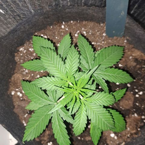 CALI KUSH FAST #1 growlog timeline photo