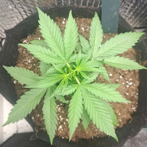 CALI KUSH FAST #1 growlog timeline photo