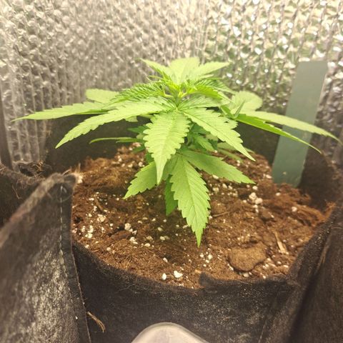 CALI KUSH FAST #1 growlog timeline photo