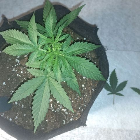 CALI KUSH FAST #1 growlog timeline photo