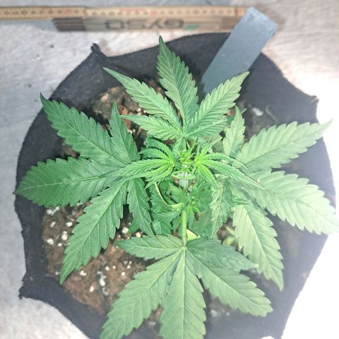 CALI KUSH FAST #1 growlog timeline photo
