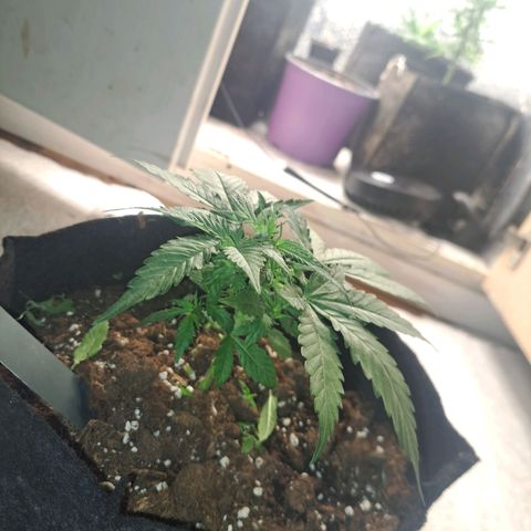 CALI KUSH FAST #1 growlog timeline photo