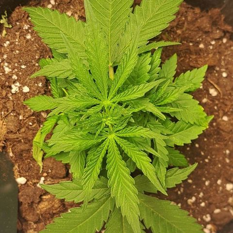 CALI KUSH FAST #1 growlog timeline photo