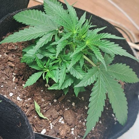 CALI KUSH FAST #1 growlog timeline photo