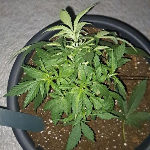 CALI KUSH FAST #1 growlog timeline photo