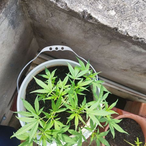 Purple punch x Lemon haze #1 growlog timeline photo