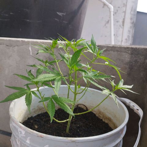 Purple punch x Lemon haze #1 growlog timeline photo