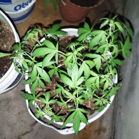 Purple punch x Lemon haze #1 growlog timeline photo