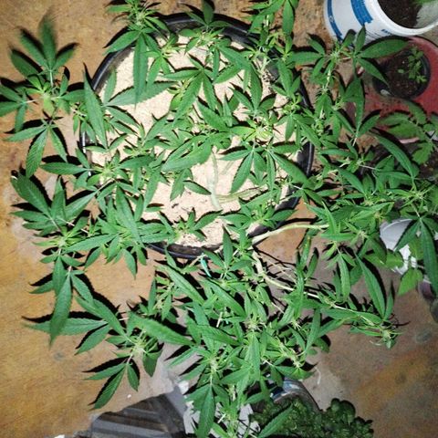 Purple punch x Lemon Haze # 4 growlog timeline photo