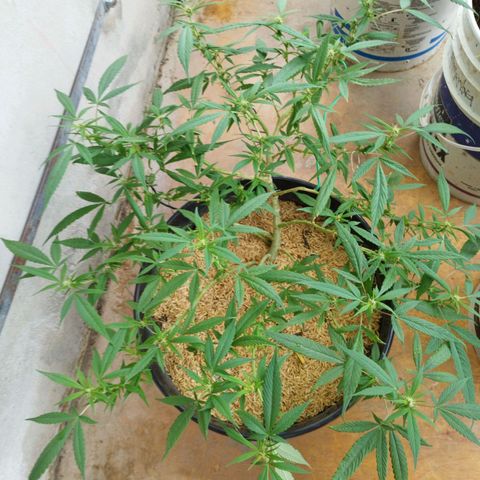 Purple punch x Lemon Haze # 4 growlog timeline photo