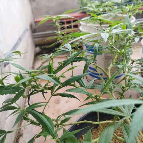 Purple punch x Lemon Haze # 4 growlog timeline photo
