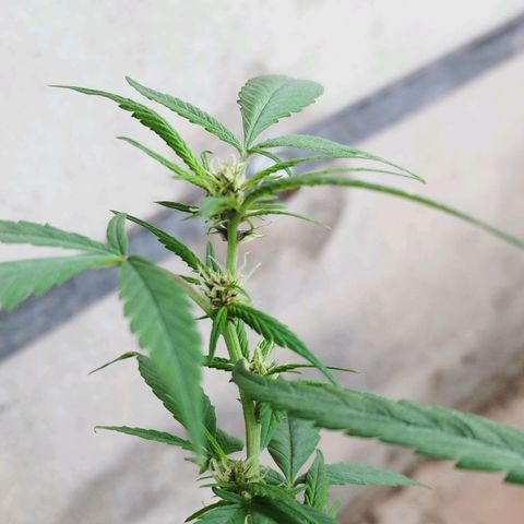 Purple punch x Lemon Haze # 4 growlog timeline photo