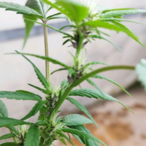 Purple punch x Lemon Haze # 4 growlog timeline photo