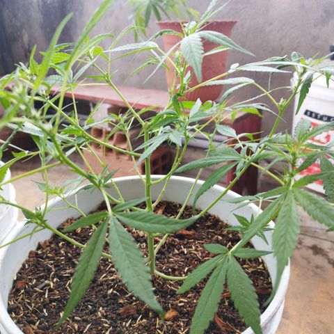 Purple punch x Lemon haze #1 growlog timeline photo