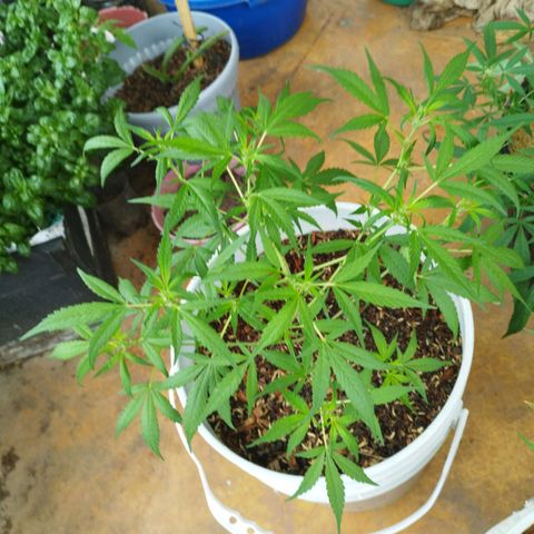 Purple punch x Lemon haze #1 growlog timeline photo