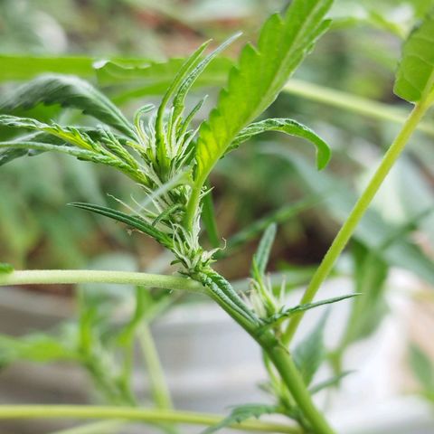 Purple punch x Lemon haze #1 growlog timeline photo