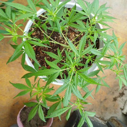 Purple punch x Lemon haze #1 growlog timeline photo