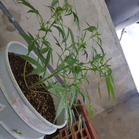 Purple punch x Lemon haze #1 growlog timeline photo