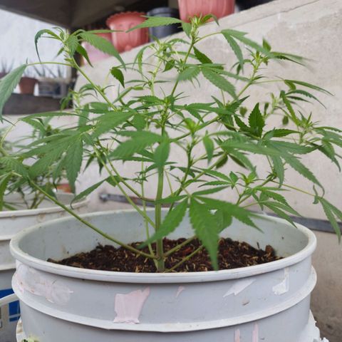 Purple punch x Lemon haze #1 growlog timeline photo