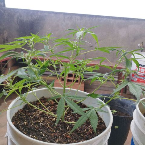 Purple punch x Lemon haze #1 growlog timeline photo
