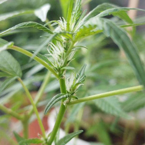 Purple punch x Lemon haze #1 growlog timeline photo
