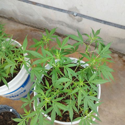 Purple punch x Lemon haze #1 growlog timeline photo