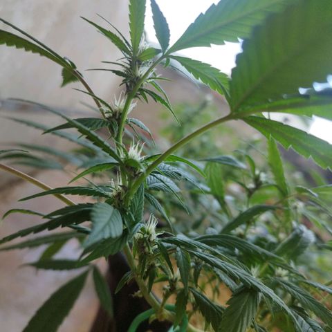 Purple punch x Lemon Haze # 4 growlog timeline photo