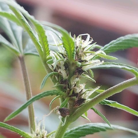 Purple punch x Lemon Haze # 4 growlog timeline photo