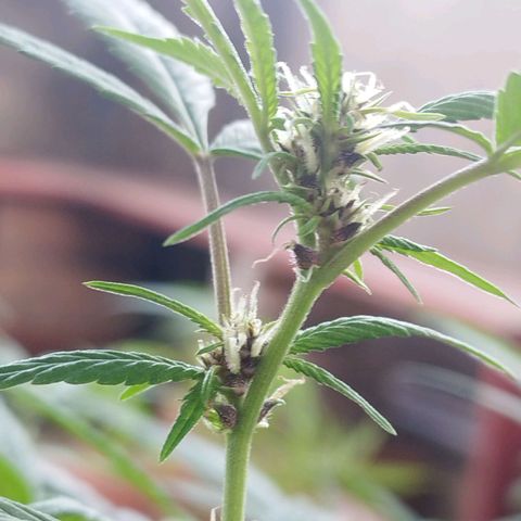 Purple punch x Lemon Haze # 4 growlog timeline photo