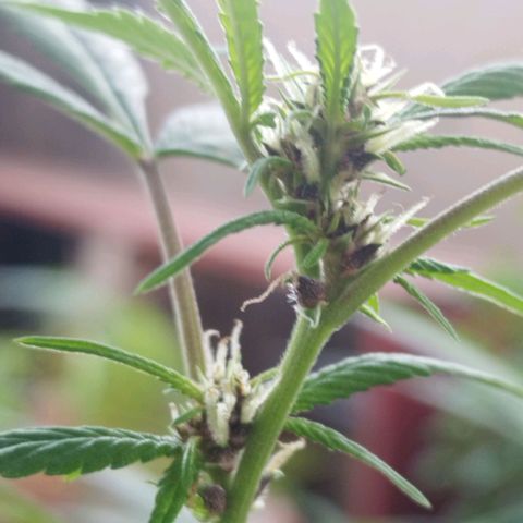 Purple punch x Lemon Haze # 4 growlog timeline photo