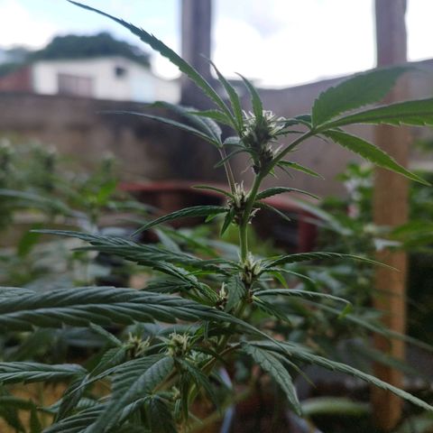 Purple punch x Lemon Haze # 4 growlog timeline photo