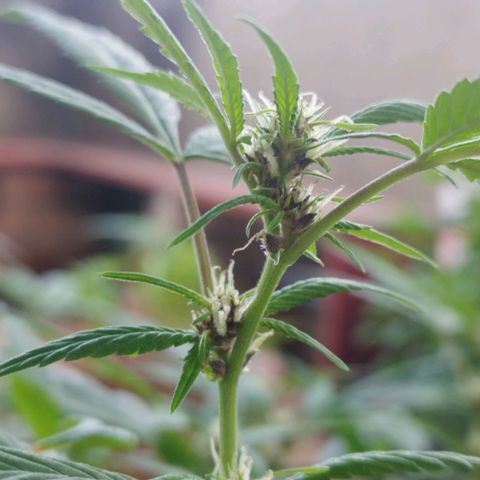 Purple punch x Lemon Haze # 4 growlog timeline photo