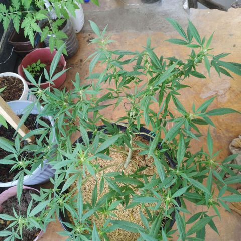 Purple punch x Lemon Haze # 4 growlog timeline photo
