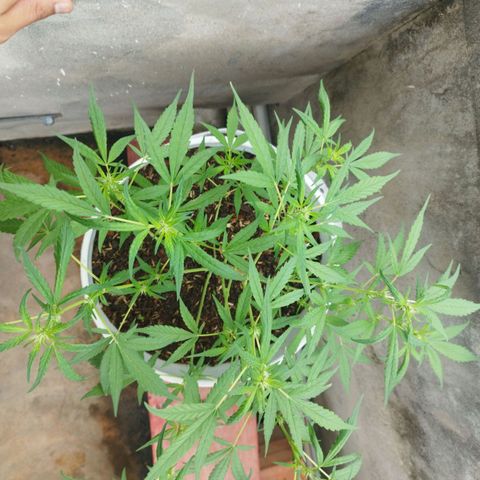 Purple punch x Lemon haze #1 growlog timeline photo