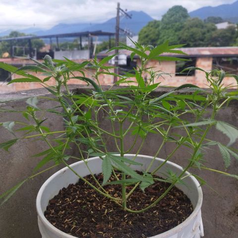 Purple punch x Lemon haze #1 growlog timeline photo