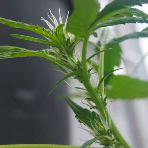 Purple punch x Lemon haze #1 growlog timeline photo
