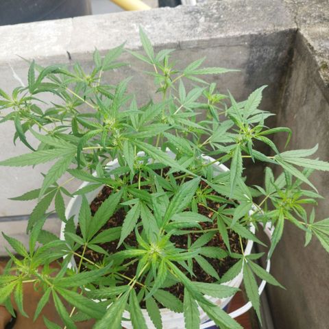 Purple punch x Lemon haze #1 growlog timeline photo
