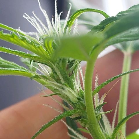 Purple punch x Lemon haze #1 growlog timeline photo