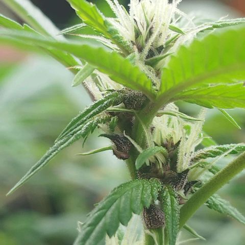 Purple punch x Lemon Haze # 4 growlog timeline photo