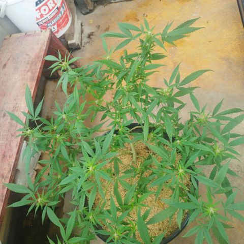 Purple punch x Lemon Haze # 4 growlog timeline photo