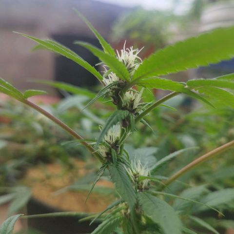 Purple punch x Lemon Haze # 4 growlog timeline photo