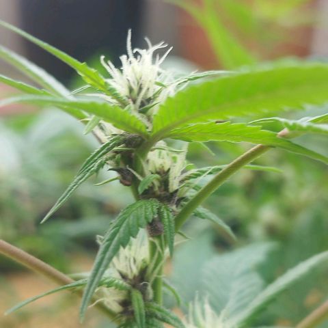 Purple punch x Lemon Haze # 4 growlog timeline photo