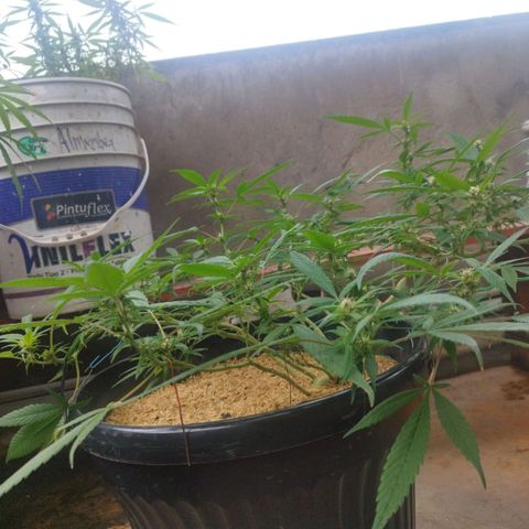 Purple punch x Lemon Haze # 4 growlog timeline photo