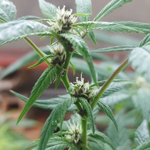 Purple punch x Lemon Haze # 4 growlog timeline photo