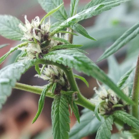 Purple punch x Lemon Haze # 4 growlog timeline photo